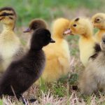 raising-ducks