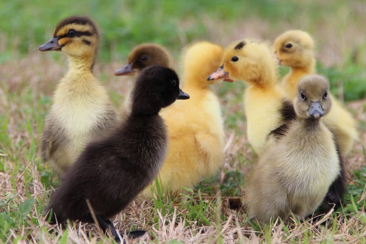 raising-ducks