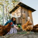 chicken treats