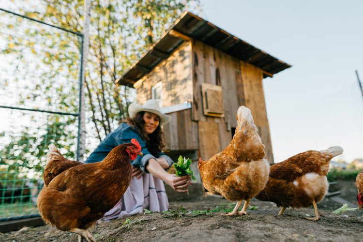 chicken treats